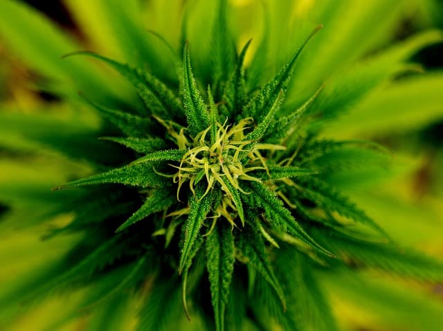semillas de marihuana