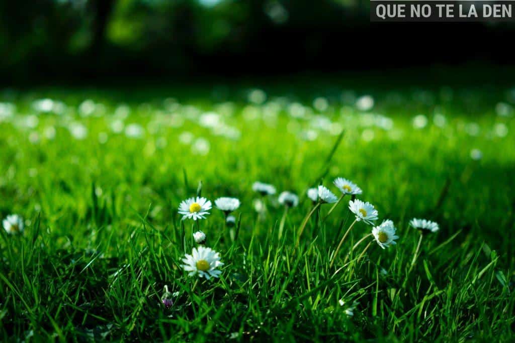 White Daisy on Grass Field