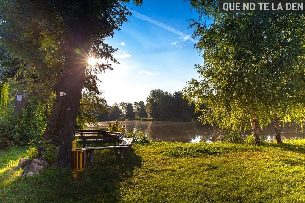 Body of Water Surrounded by Trees