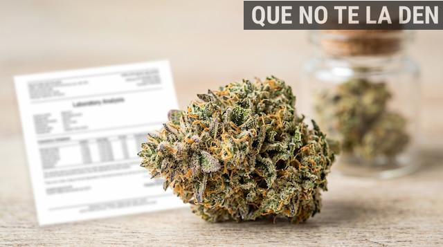 Flor de CBD junto a documentación de análisis de laboratorio