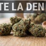 Flores de CBD observadas de cerca para comprobar su calidad