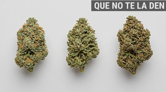 Diferencias visuales entre flores CBD indoor, greenhouse y outdoor